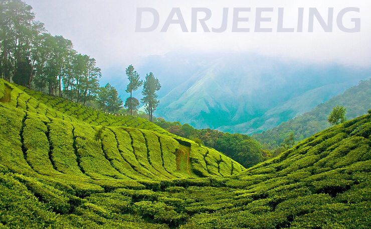 Čajová plantáž - Darjeeling caje.live